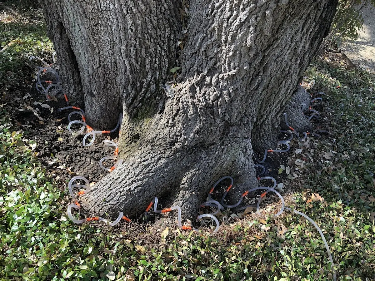 Detailed Tree Cabling and Bracing job site in Forbes Road