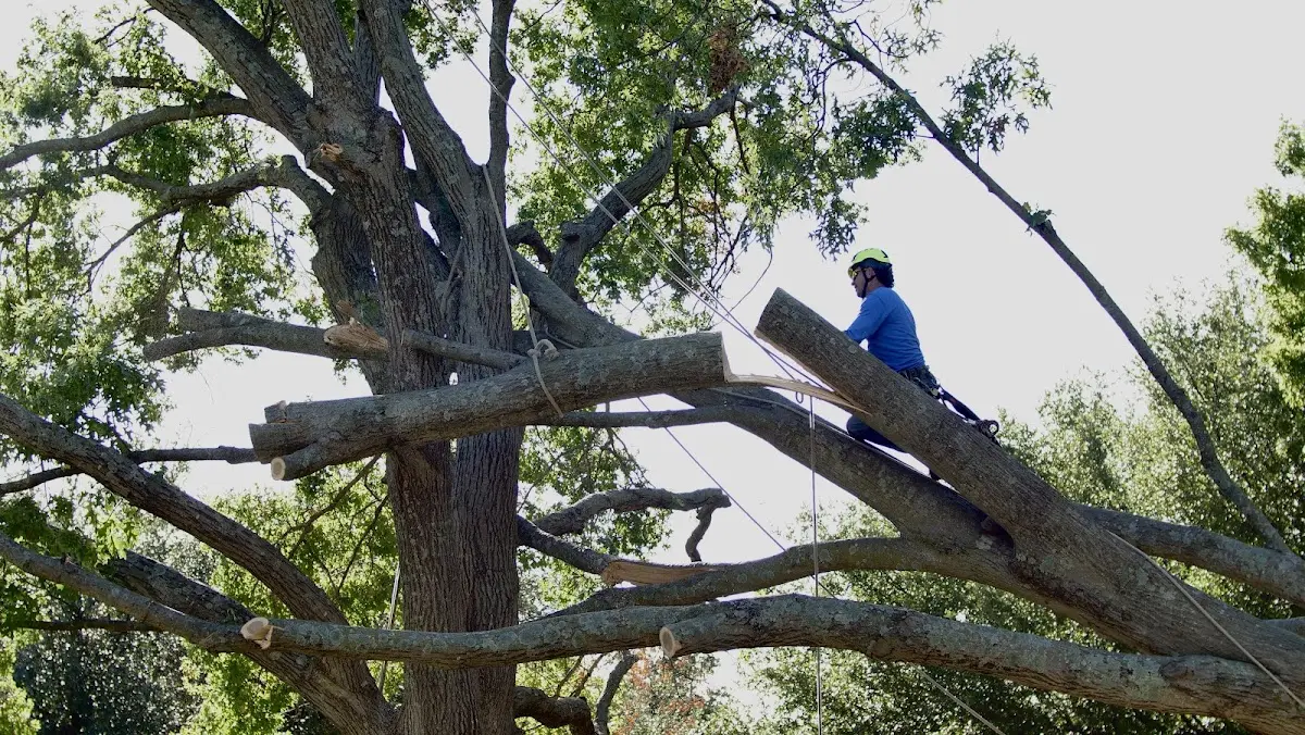 Professional Crown Thinning performed by certified arborists in Forbes Road