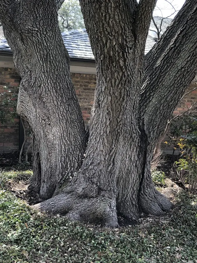 Mature heritage tree close to a Forbes Road property cared for by certified arborists